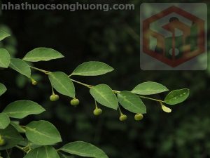 hình ảnh cây Nhất Diệp Thu (Securinega suffruticosa) Phân loại Flueggea suffruticosa