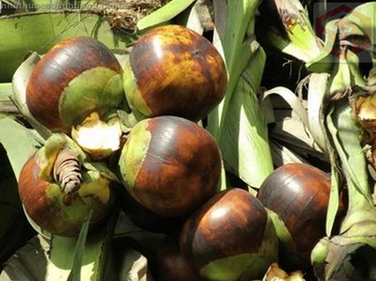 Fresh Natural Palmyra Palm trái thốt nốt tưới