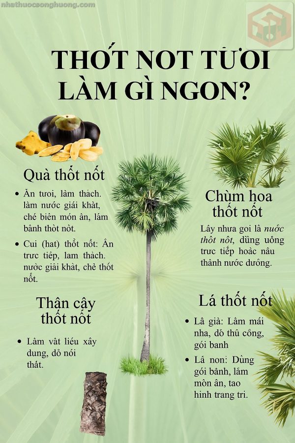 thốt nốt tươi làm gì ngon, công dụng của cây thốt nốt