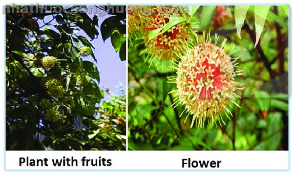 Cây Câu đằng hoa và quả