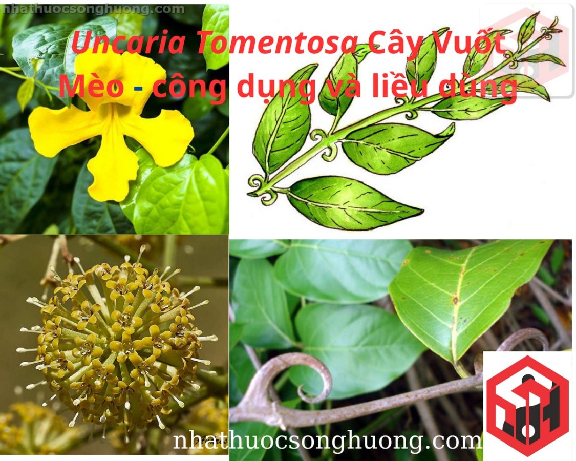 Uncaria Tomentosa Cây Vuốt Mèo - công dụng và liều dùng