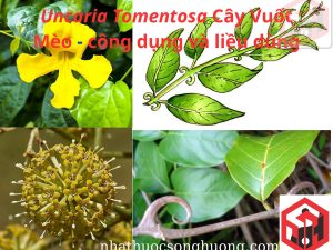 Uncaria Tomentosa Cây Vuốt Mèo - công dụng và liều dùng