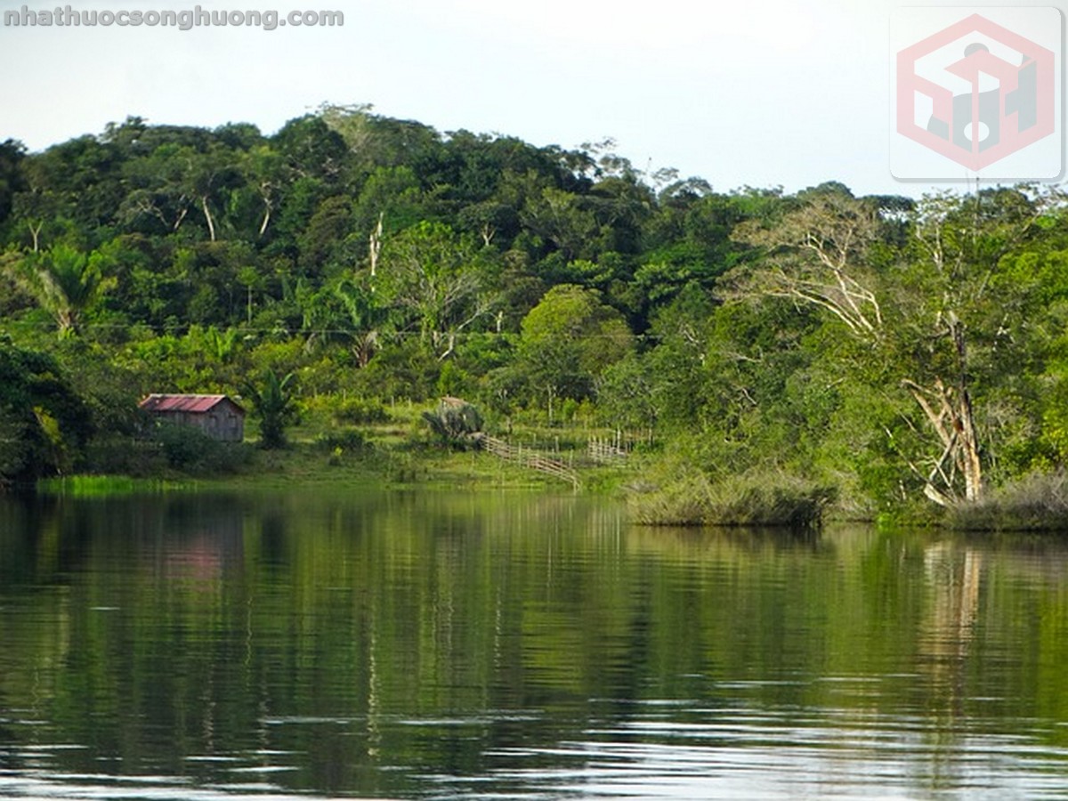 amazon river - câu chuyện đằng sau cây móng mèo cat's claw