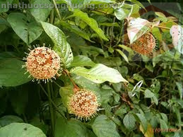 so sánh cây câu đằng và vuốt mèo