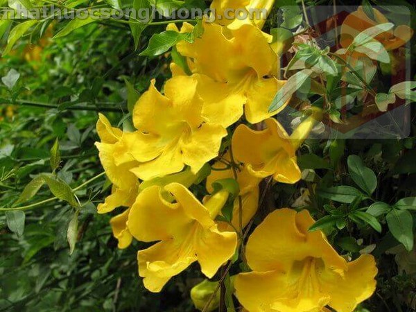 cây vuốt mèo cat's claw