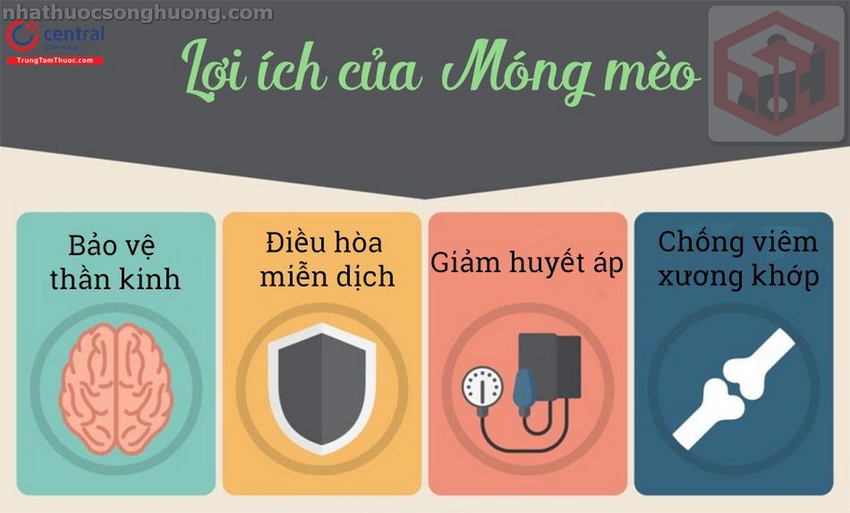 Lợi ích sức khỏe từ cây vuốt mèo