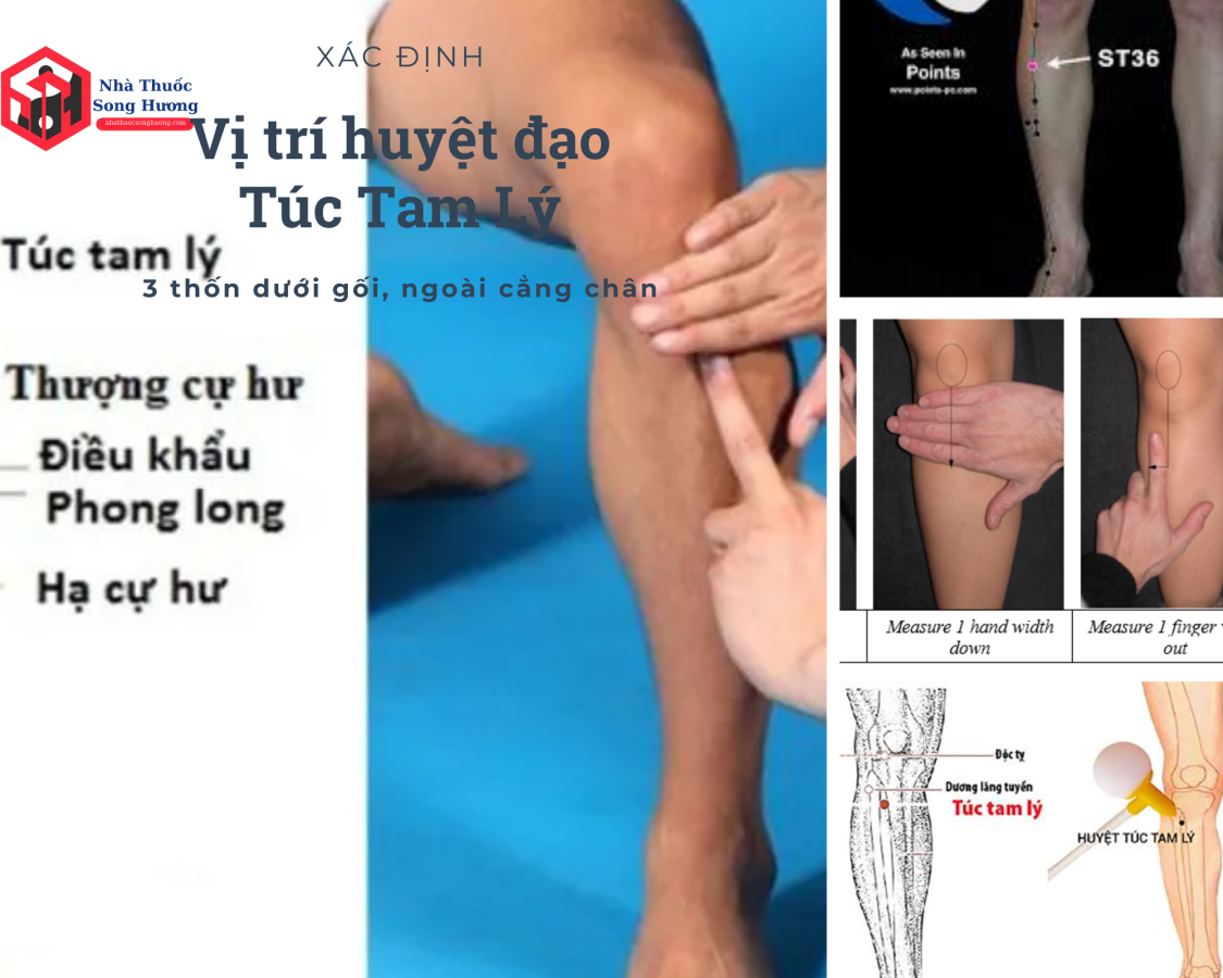 Cách xác định Huyệt Vị Túc Tam Lý