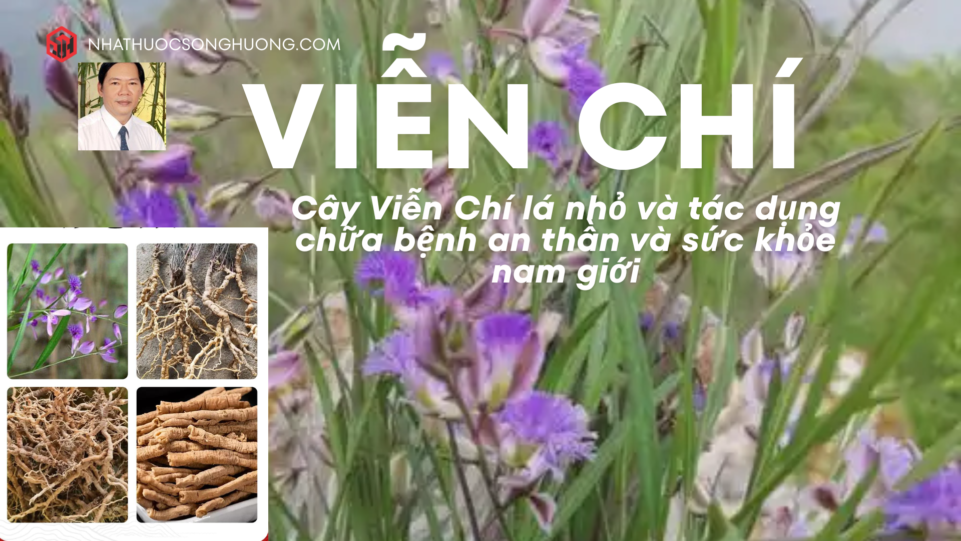 Cây Viễn Chí lá nhỏ và tác dụng chữa bệnh an thần và sức khỏe nam giới