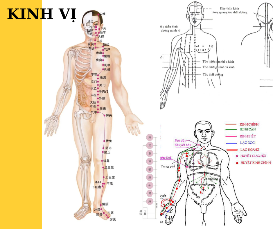 Huyệt Túc Tam Lý giao điểm vàng trong Kinh Vị