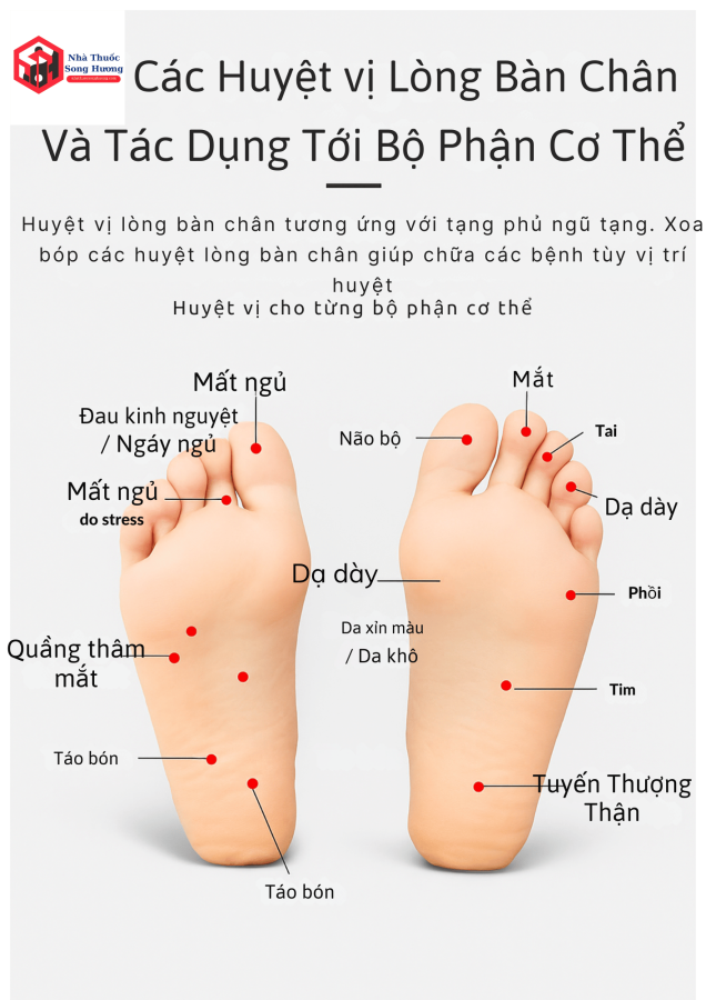 các huyệt vị tại bàn chân, và công dụng tới các tạng phủ trong cơ thể