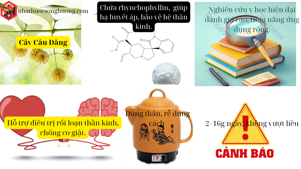 các ý chính bài viết về cây câu đằng từ đặc điểm dược liệu đến công dụng trong y học