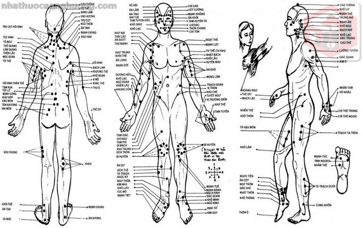 cách phối hợp huyệt Âm Bao với các huyệt khác để chữa bệnh