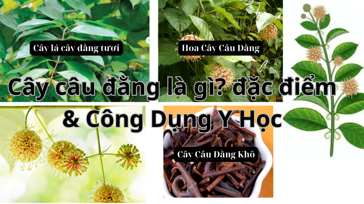 cây câu đằng là gì, tác dụng trong y học như thế nào ?