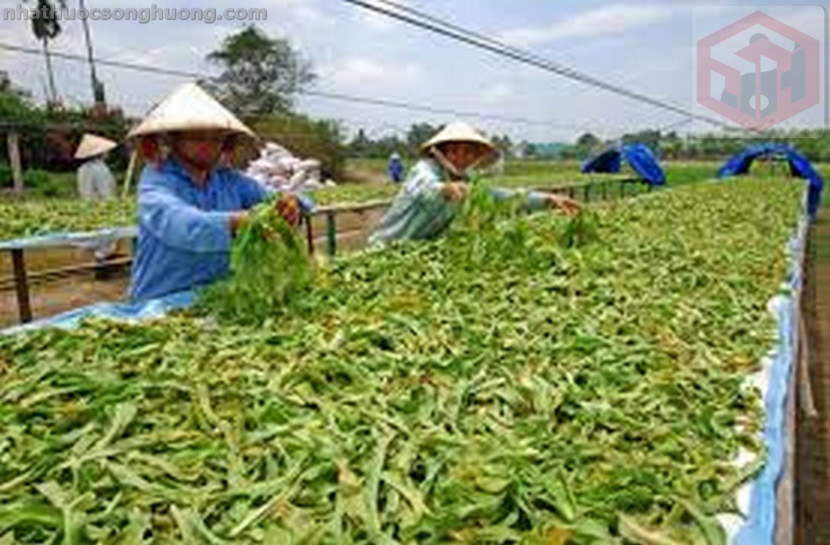 thu hái và chế biến dược liệu từ Cây Viễn Chí