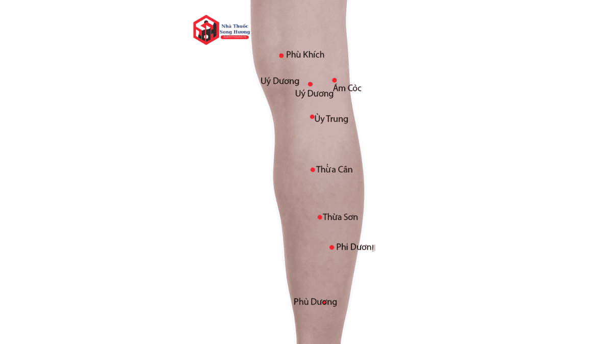 huyệt âm cốc bổ thận, điều kinh,  lợi thấp, cường gân cốt
