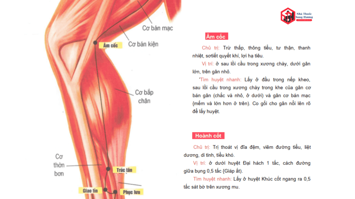 huyệt âm cốc và tác dụng chính