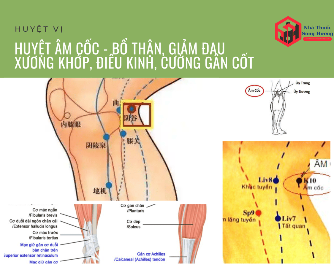 khám phá tên gọi, vị trí giải phẩu, công dụng của huyệt Âm Cốc