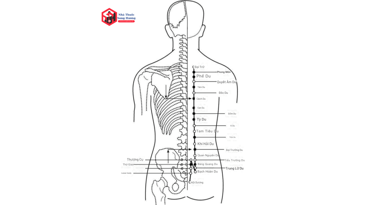 huyệt Bạch Hoàn du/ Hệ Thống huyệt vị và kinh lạc