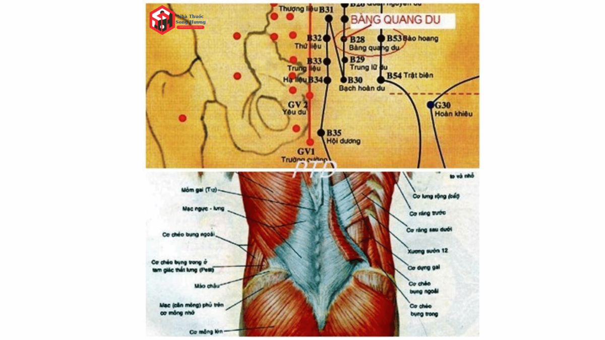 Các Phương pháp tác động vào huyệt Bàng Quang Du