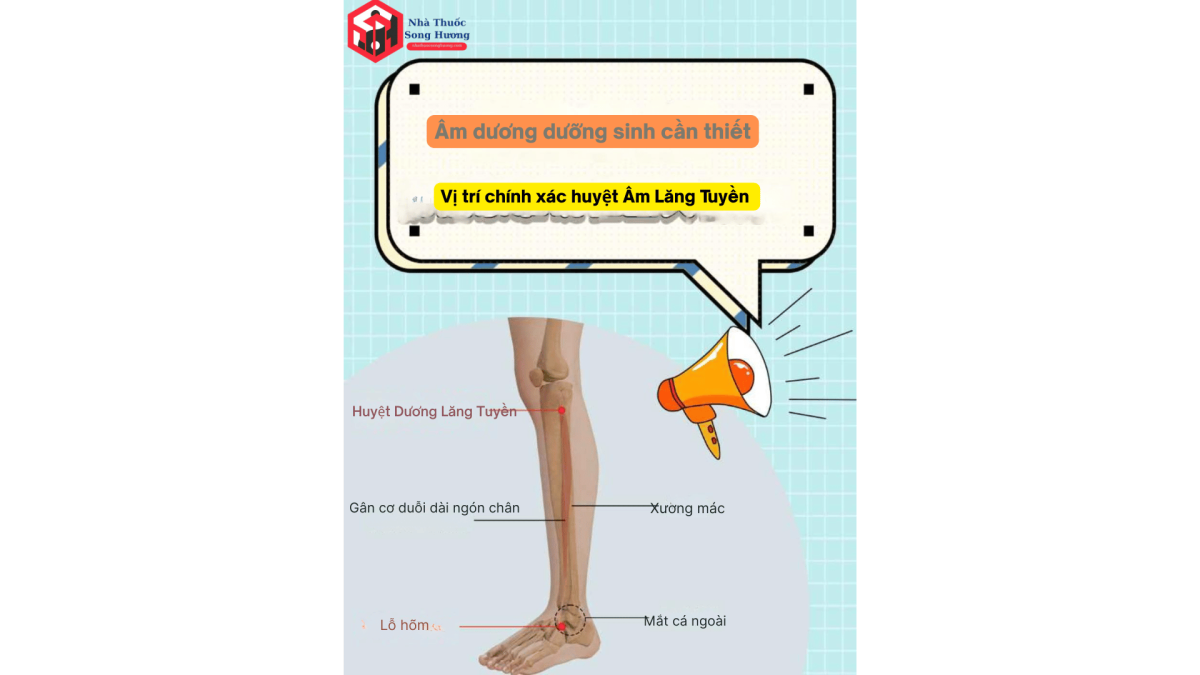 Công dụng chủ trị khi kích thích huyệt âm lăng tuyền