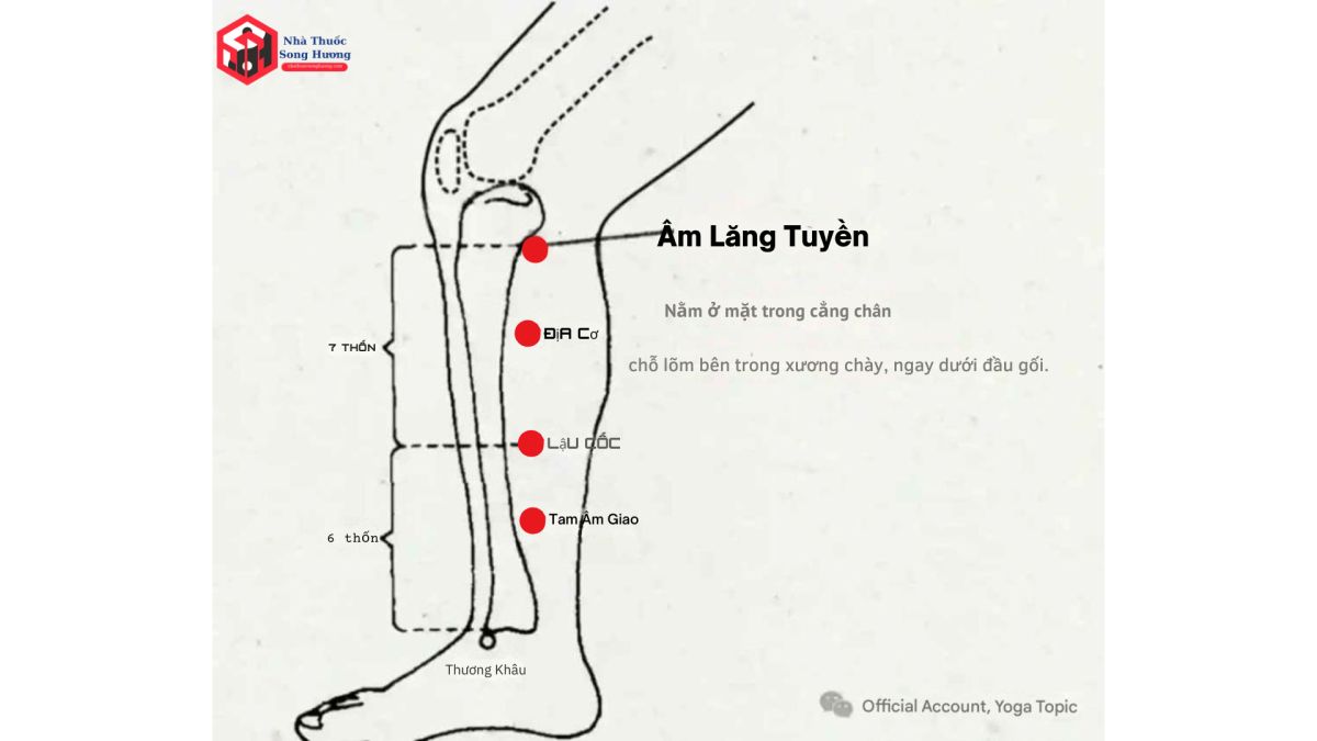 Góc nhìn khoa học khi kích thích huyệt âm lăng tuyền