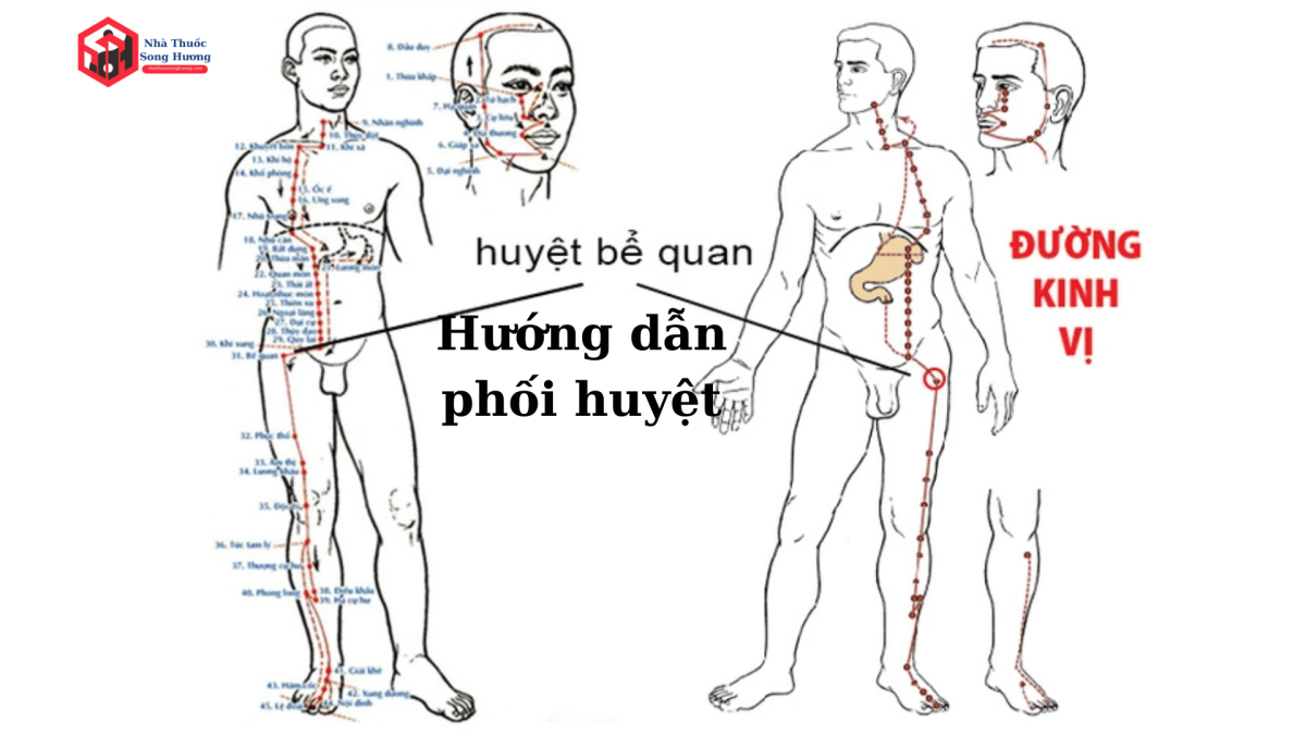 Hướng dẫn phối huyệt Bế Quan để chữa bệnh
