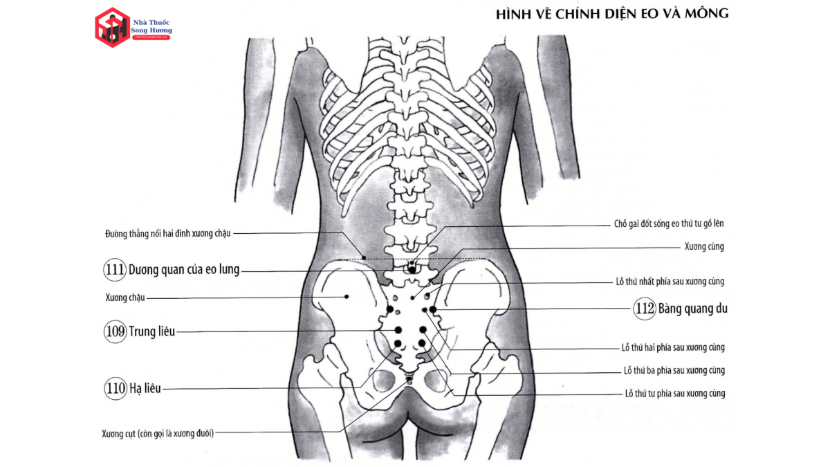 Huyệt Bàng Quang Du có tác dụng gì