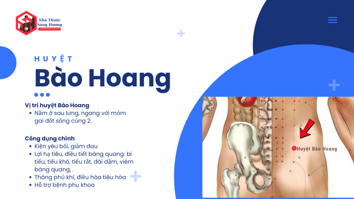 Huyệt Bào Hoang là gì, xác định vị trí, giải phẫu, và công dụng