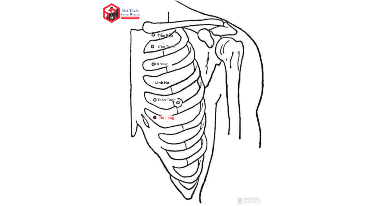 Hình minh họa vị trí huyệt Bộ Lang (Bùláng, K22) thuộc kinh Thận, ở vùng ngực trước gần tim – phổi, giúp điều khí huyết và giảm đau cơ ngực.
