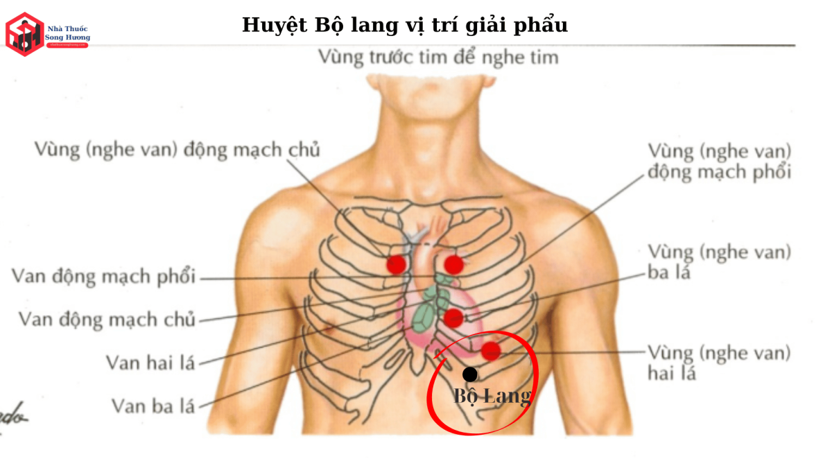 Huyệt Bộ Lang vị trí ở sươn sườn thứ 5, cách ngực 2 thốn