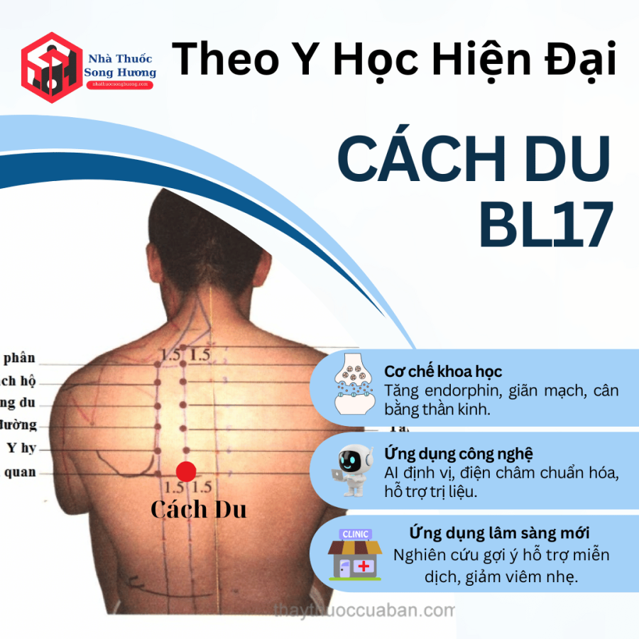 Huyệt Cách Du theo góc nhìn y học hiện đại