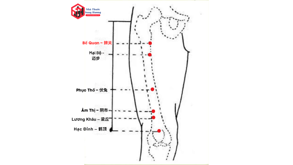 Huyệt bể quan vị trí và giải phẫu