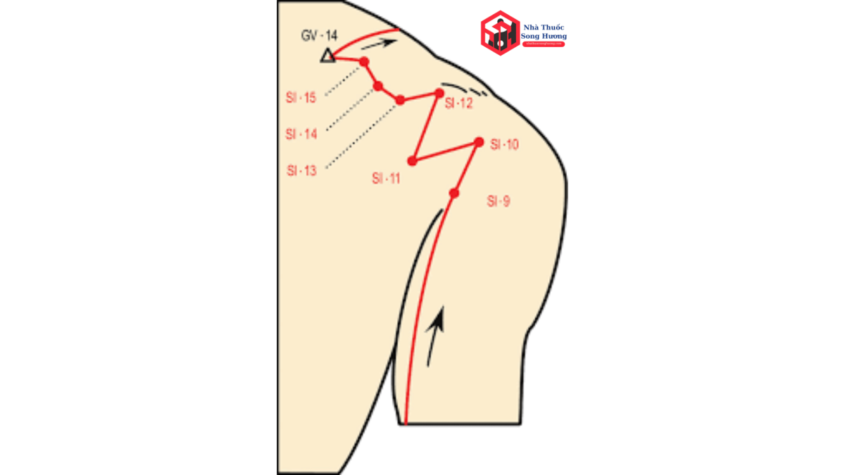 SI 1 Bình Phong Huyệt cấu trúc thần kinh