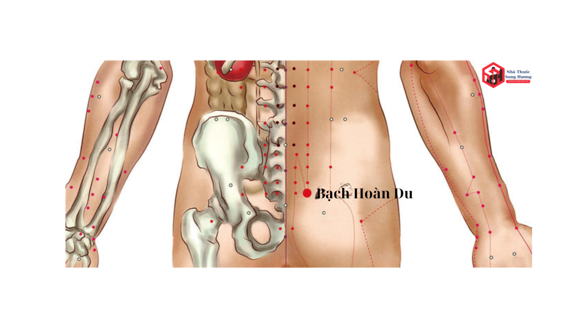 Vị trí, Giải phẫu, Đặc Điểm, Nguồn Gốc tên gọi huyệt Bạch Hoàn Du