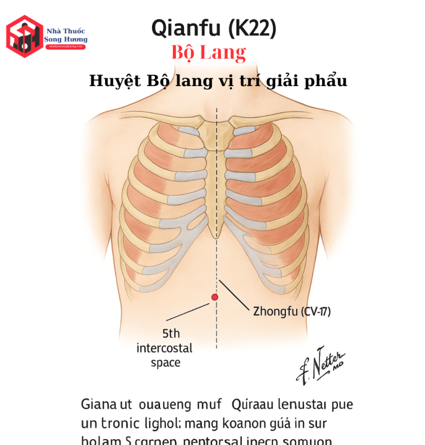 Vị trí chính xác huyệt bộ lang trong giải phẫu người