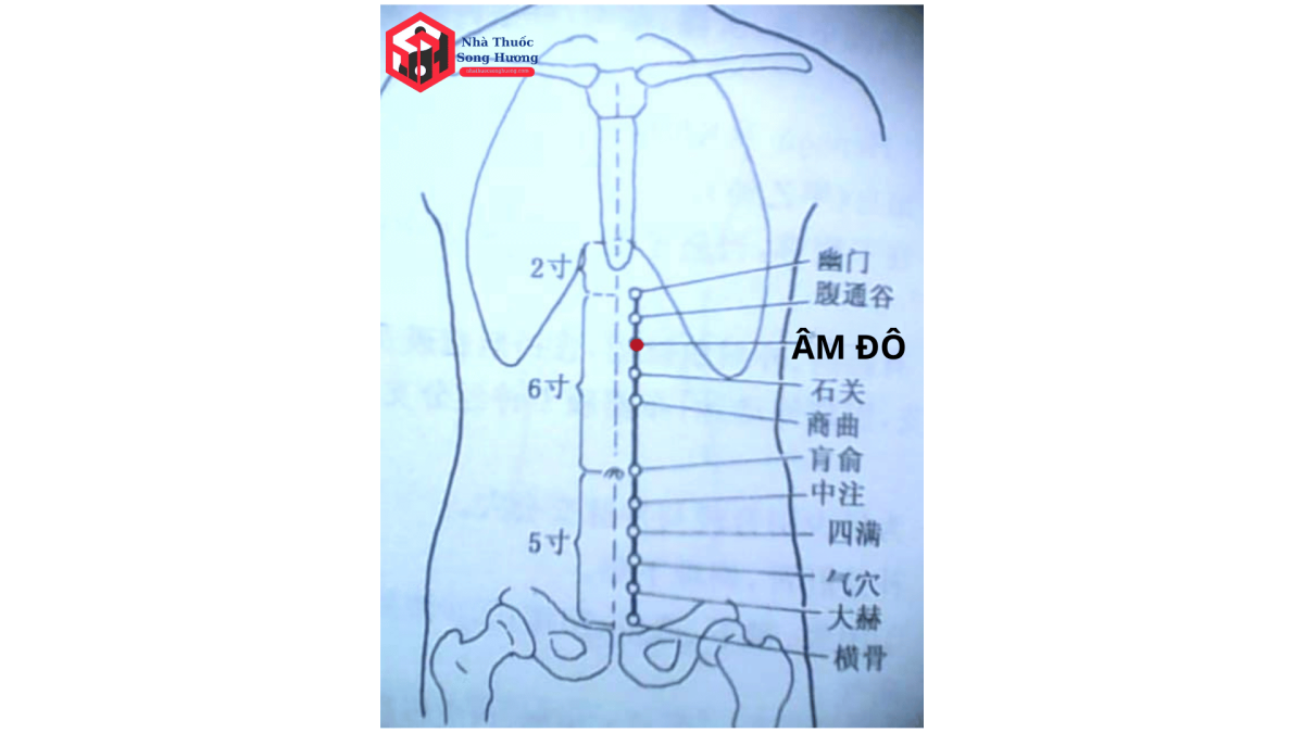 bản vẽ huyệt Âm Đô, trên cơ thể người