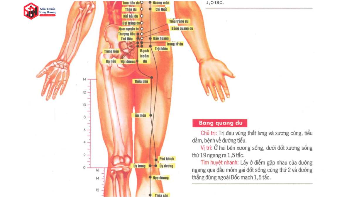ứng dụng điều trị bệnh bấm huyệt Bàng Quang Du