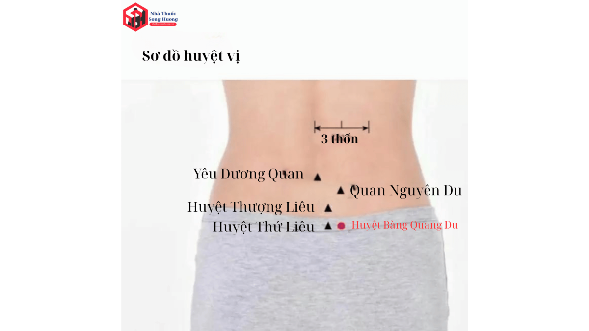 vị trí giải phẫu huyệt Bàng Quang Du