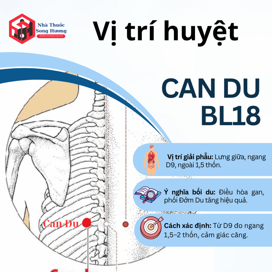 huyệt can du ở đâu, vị trí, cách xác định