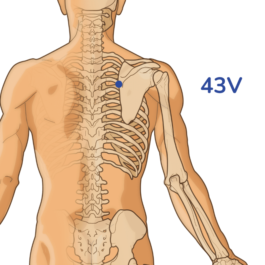 mô hình người và huyệt cao hoang