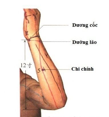 huyệt chi chính vị trí chính xác