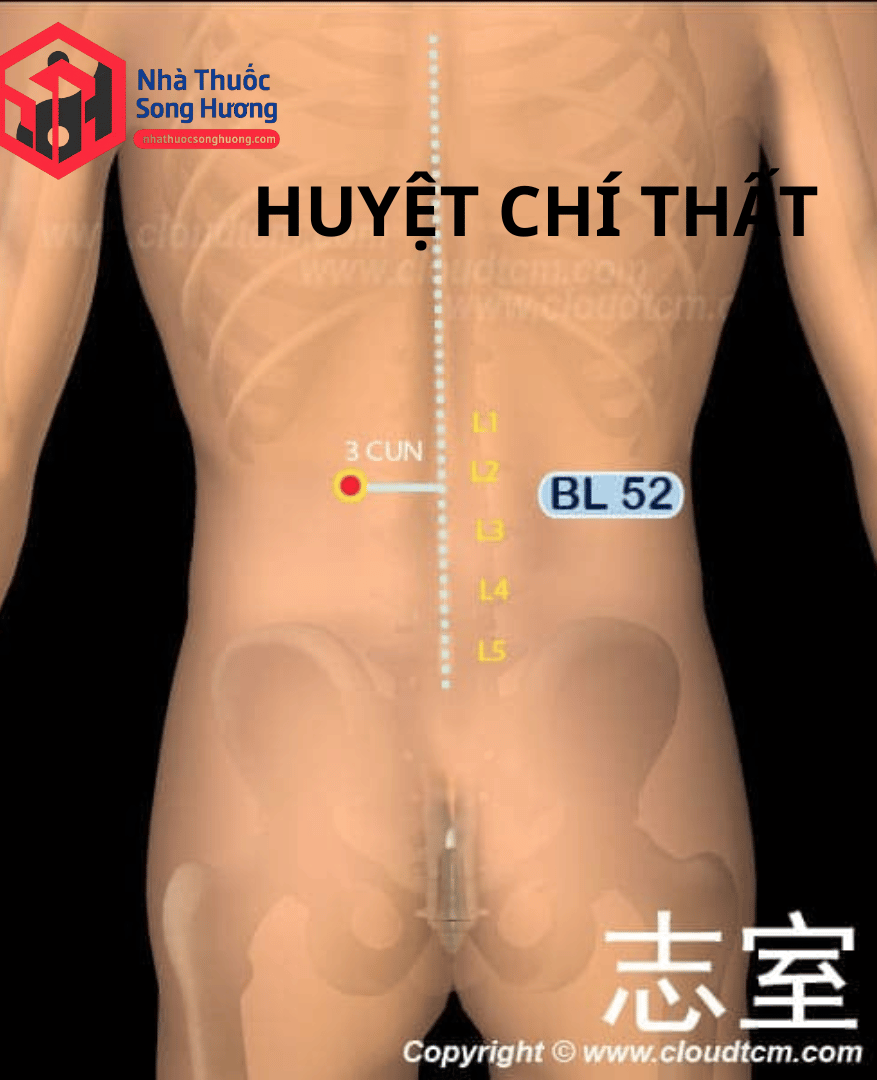 huyệt chí thất nằm ở đâu