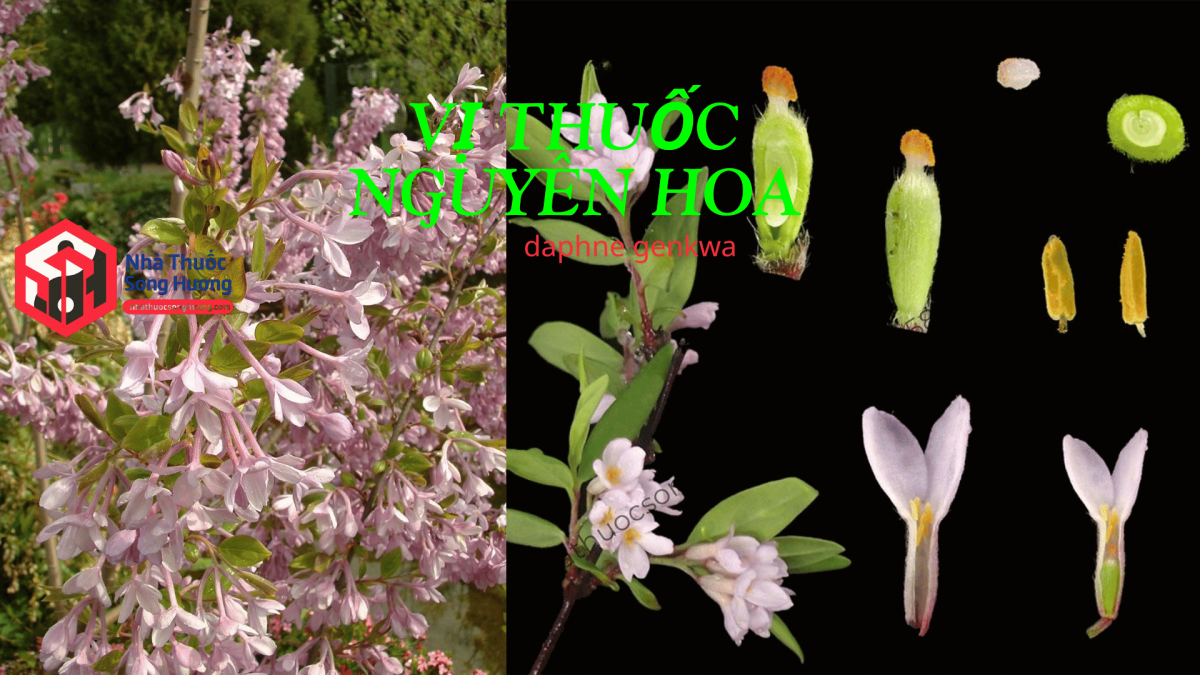 Vị thuốc Cây Nguyên Hoa, nhận biết và công dụng