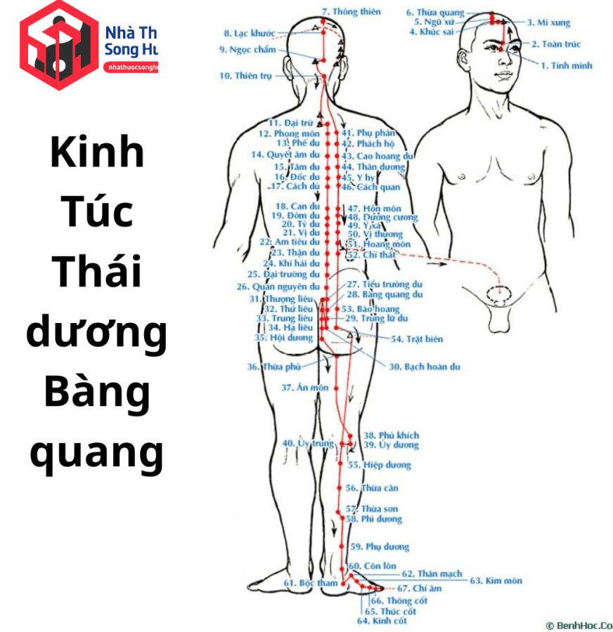 các huyệt trên kinh túc thái dương bàng quang