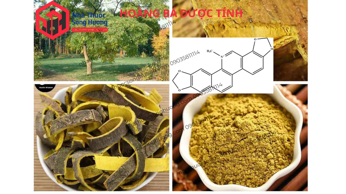 hoàng bá là dược liệu như thế nào