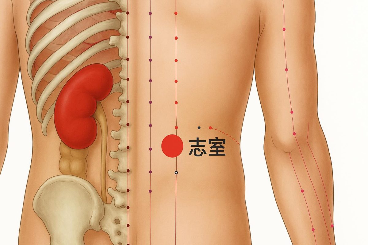 huyệt chí thất bổ thận ích tinh