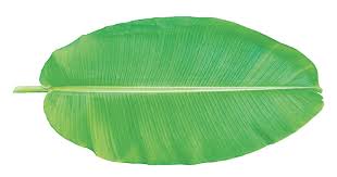 lá dong bản rộng