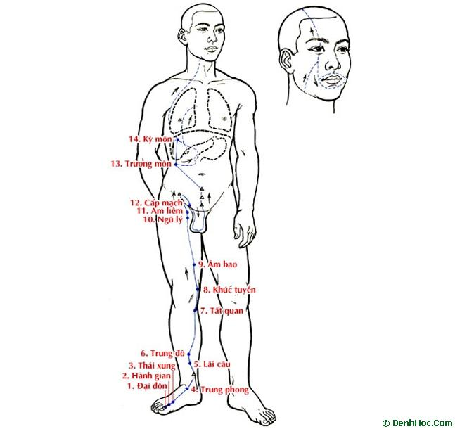 Vị trí Thái Xung trên kinh Can