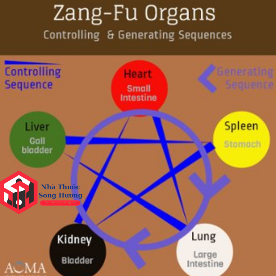 Tạng phủ theo học thuyết âm dương
