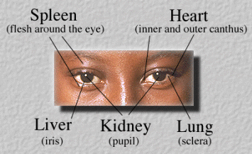 Hình minh họa 5 vùng mắt tương ứng 5 tạng